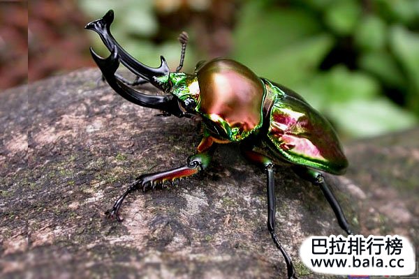 世界最珍稀售价最高的十大昆虫：彩虹锹甲排第一名