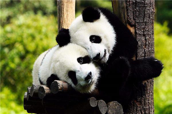 世界上最萌的动物排名前五：大熊猫排第一名