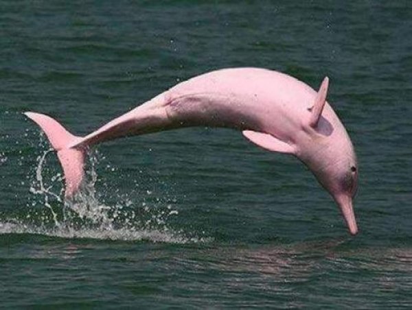 世界上最罕见的海豚：粉红瓶鼻海豚体长约3米