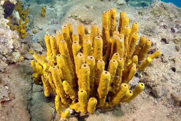 世界活的最长的动物：南极海绵活了有4500年