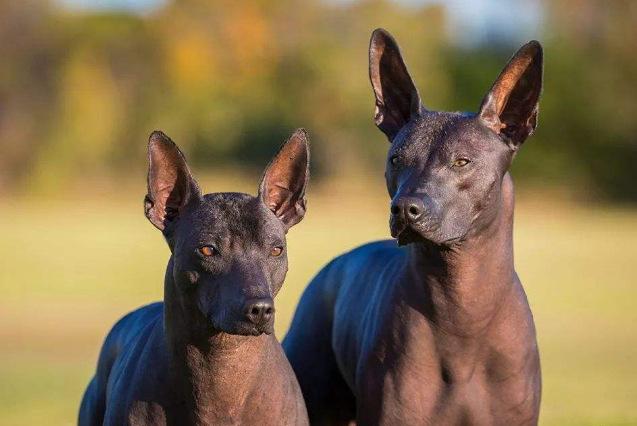 世界10大最干净的犬类：你家的爱狗有没上榜？