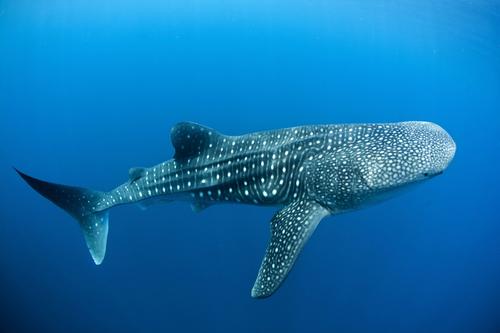 哪些海洋生物濒临灭绝？盘点海洋最珍稀的10大鱼类