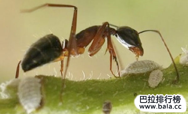 盘点防御力最强的前十动物：个个防御力满满