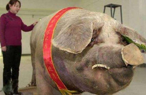 世界上体型最大的猪：最大家猪体重达1800斤