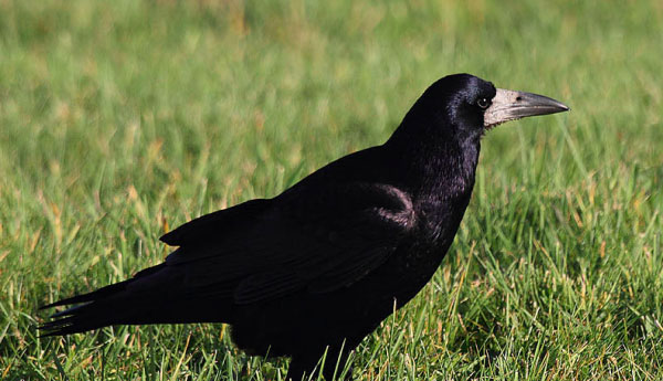 世界上最聪明的鸟排行：秃鼻乌鸦是鸟中的智者