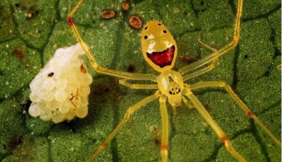 世界上最罕见的笑脸蜘蛛，身体仅5毫米长