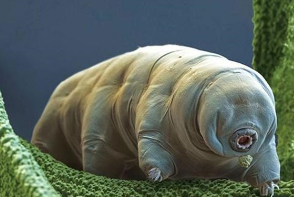 世界上最难杀死的生物：水熊虫第一，灯塔水母第二