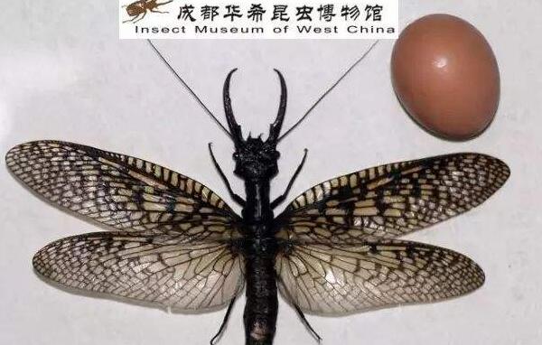 世界上最大的水生昆虫，越中巨齿蛉体长15CM