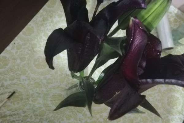象征黑暗的花有哪些？世界上花语最黑暗的六种花
