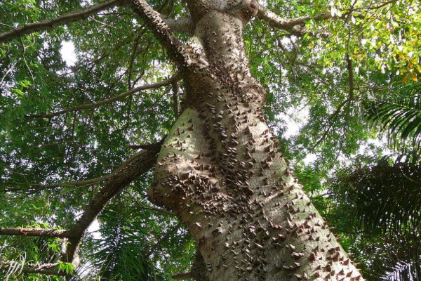 哪些植物有奇妙的特点？10种奇妙植物的功能