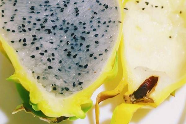 火龙果最新品种哪个好？口感最好的火龙果品种