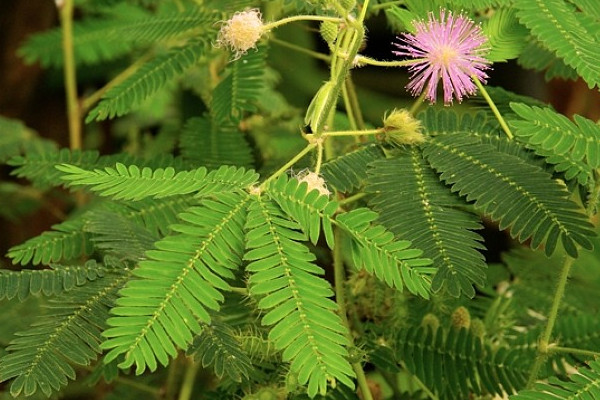 自己会动的植物有哪些？10种会动的植物