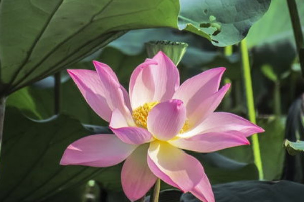 10种代表夏天的植物：白兰花上榜。荷花夺冠