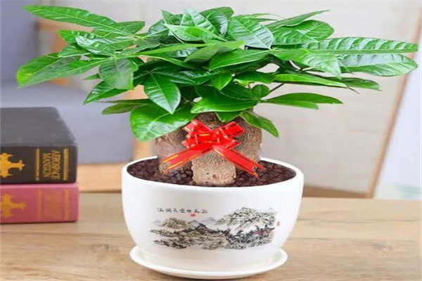 盘点客厅最旺宅的大型植物，发财树排榜首