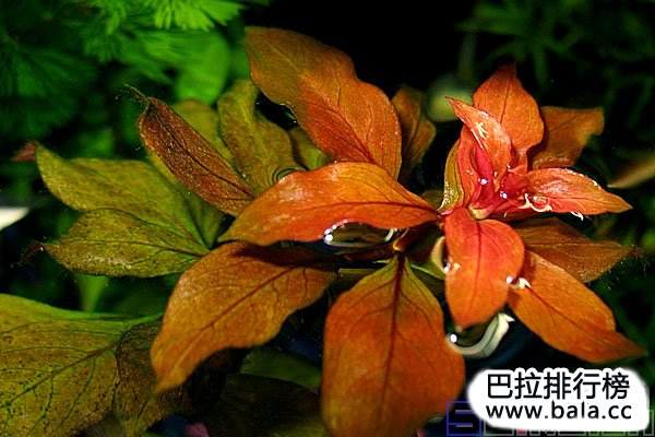 十大美丽的阴性水草：简单易养且漂亮，适合造景
