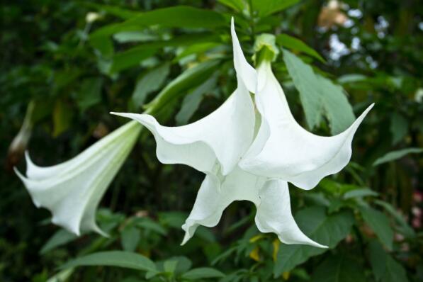 十大寓意不幸的花：昙花、水仙花双双入榜