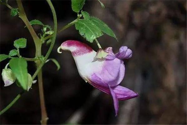 世界上最稀有的十种花：见过三种算你厉害！