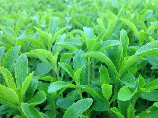 世界上最甜的叶子：甜叶菊比糖还甜