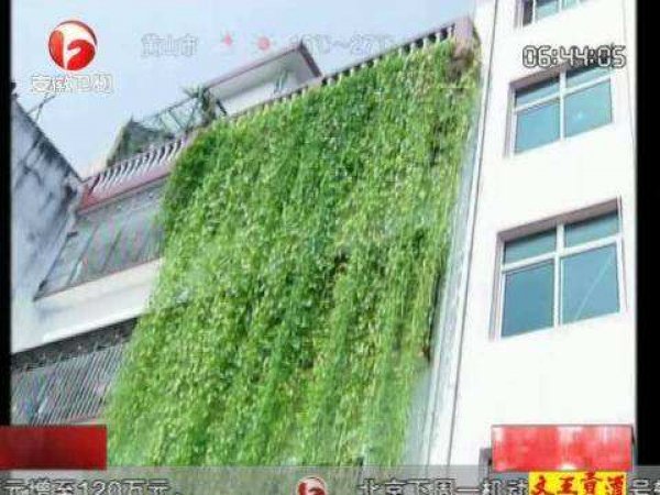 世界上最长的空心菜：长达17米，十分罕见！