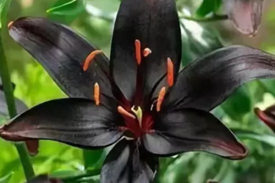 世界上最妖孽花的花语：黑百合寓意诅咒和孤傲