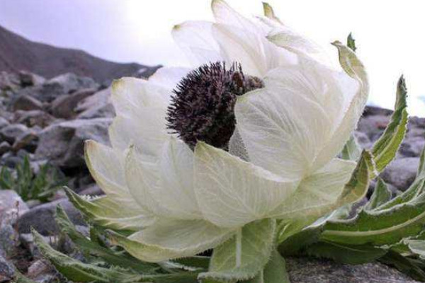 世界10大罕见的花：天山雪莲和鬼兰均上榜