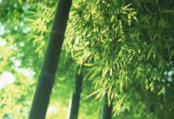 中国十大吉祥植物排行榜，你喜欢哪一种？