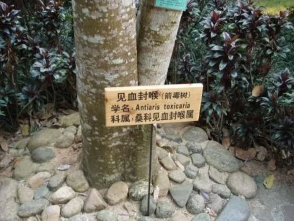 世界上最毒的树木是什么：箭毒木堪称“死亡之树”