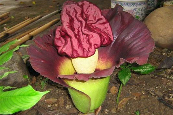 世界上最丑的花：泰坦魔芋体型巨大3米高