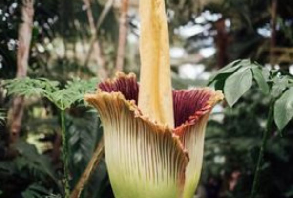 世界上要灭绝的花：尸香魔芋、幽灵兰花上榜