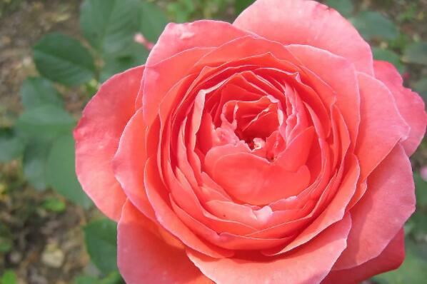 世界传统四大切花：月季、菊花占据前两名