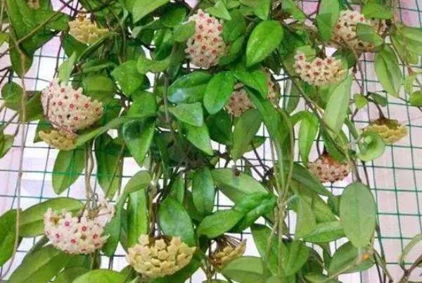 最能开花的十大耐荫植物：文心兰、球兰均上榜