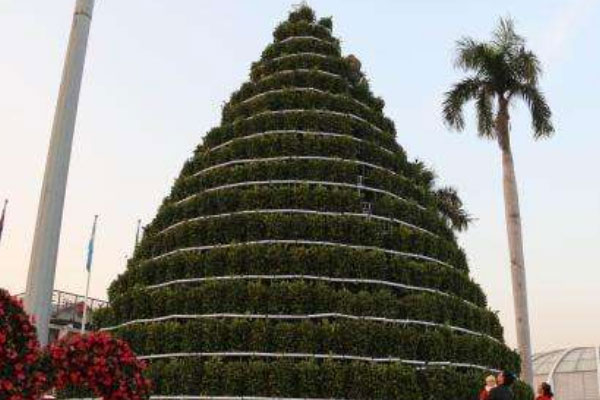 世界上最高的年桔树，高达15米有三四层楼高