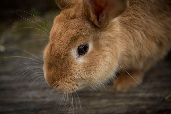 属兔的三大贵人：属狗、属羊和属猪