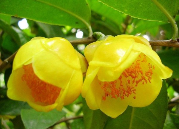 中国十大珍稀花卉：金茶花位居榜首，鹅掌揪屈居第二