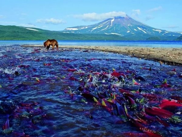 地球上最伟大的旅行家：三文鱼洄游3000多公里只为产卵