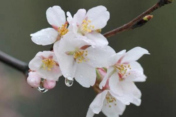 十大最常见的樱花品种：东京樱花居首