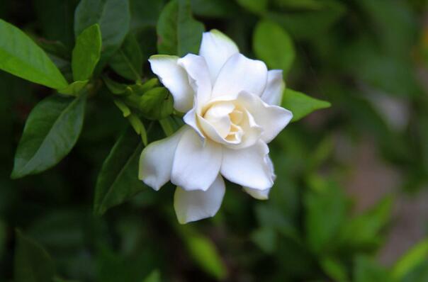 世界十大最香的花卉：栀子花夺冠，茉莉仅居第四
