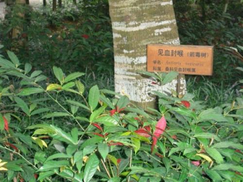 盘点古代的十大剧毒，你能认识几种？