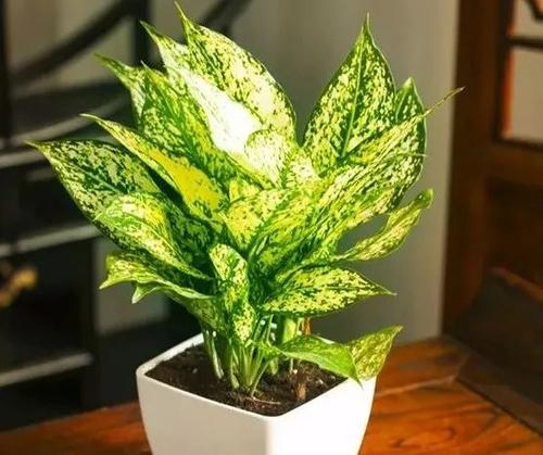 常年不见阳光适合养什么花？最耐阴的十大室内植物