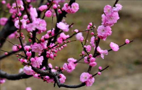 中国十大名花是哪十种花？梅花位居名花之首