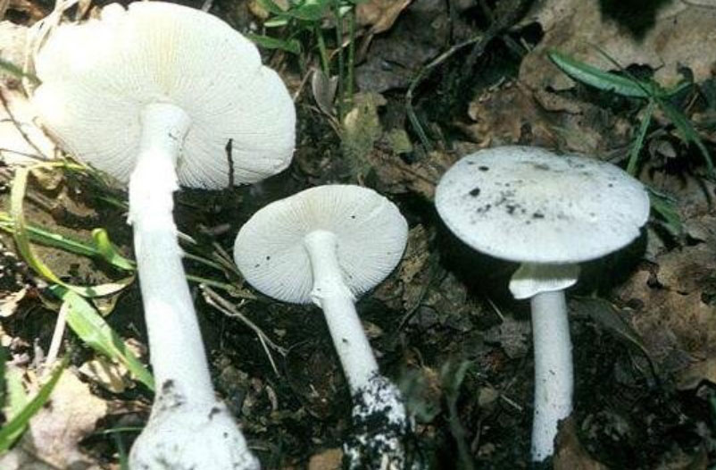 世界上最毒的蘑菇：死亡天使蘑菇