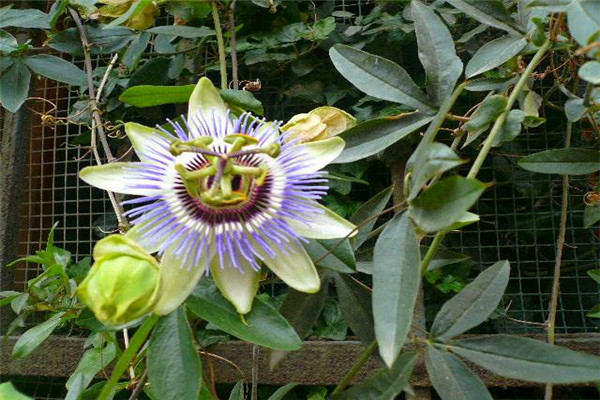 世界上最阴险的吃人植物——日轮花