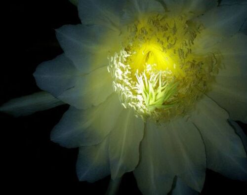 世界上12种最稀有的花，你认识几种？