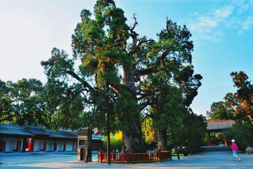 盘点中国十大珍贵名树 轩辕柏有5000多年树龄