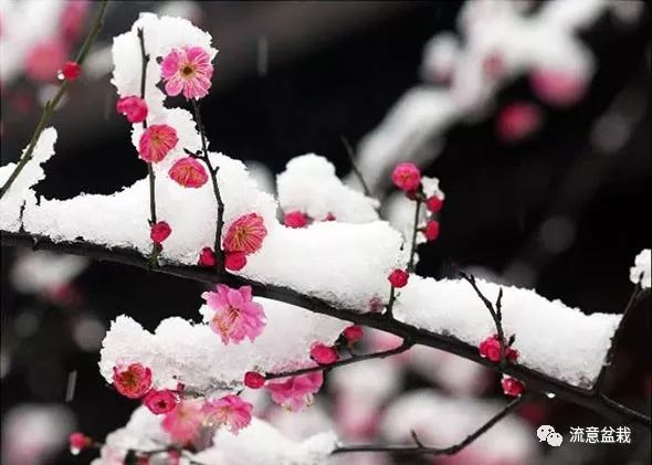 中国十大名花排行榜，哪种花是万花之王？