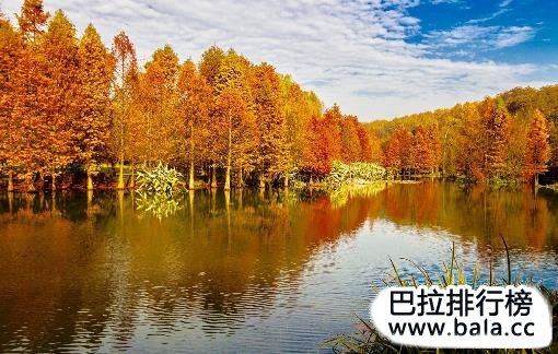 中国十大珍稀植物 “水杉”植物中的大熊猫