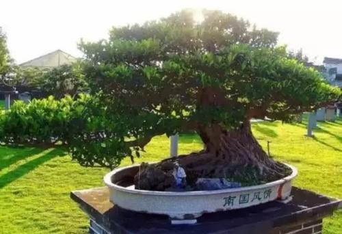 中国十大最贵植物，第一种价值600万元
