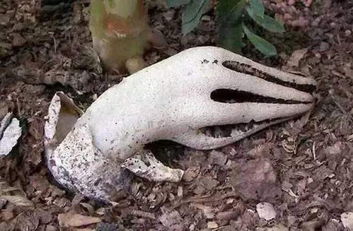 世界十大酷似人体器官的可怕植物