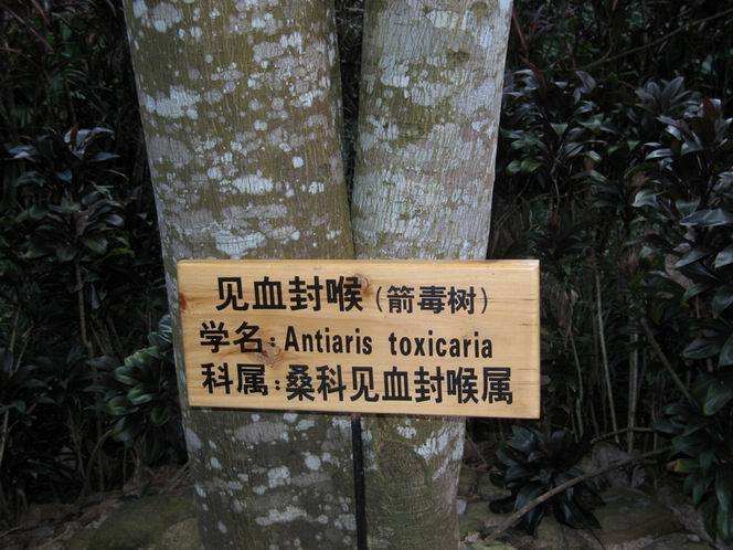 世界上最毒的树，箭毒木让人五步毙命