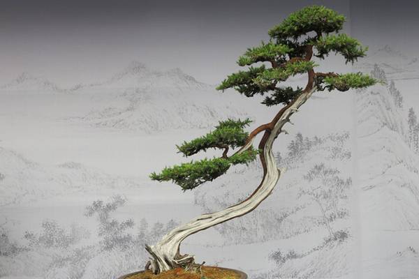 中国盆景艺术五大流派，岭南派位居五派之首
